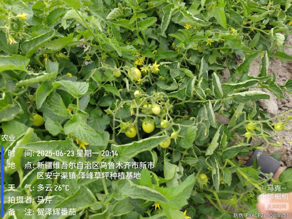 昌吉番茄试验田及检测报告