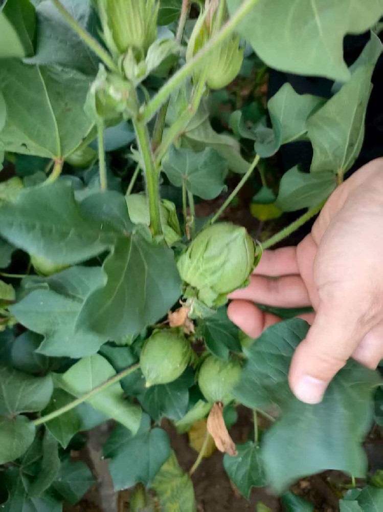 昌吉试验田棉花