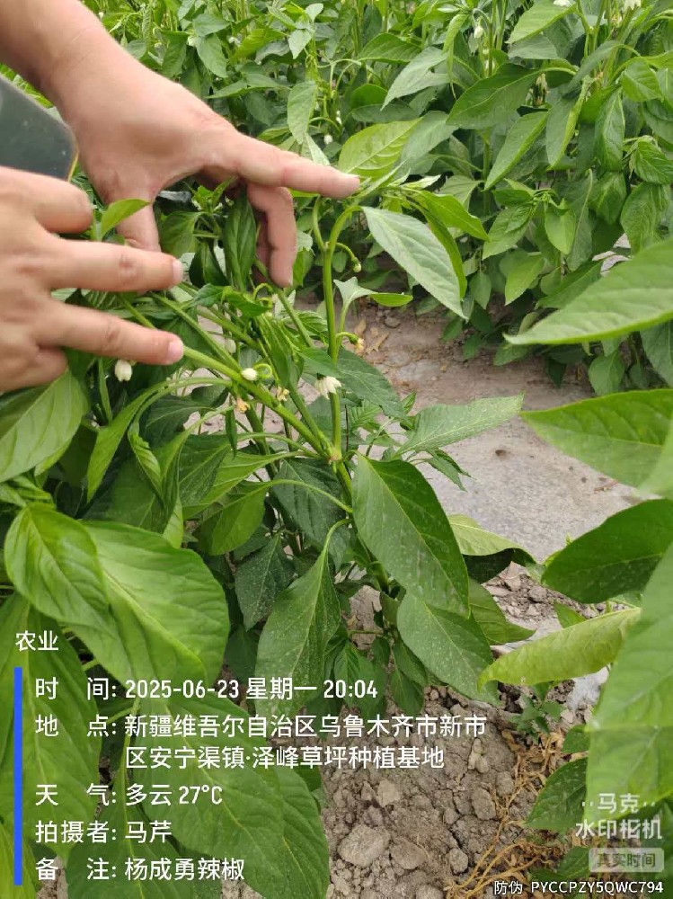 昌吉辣椒试验田